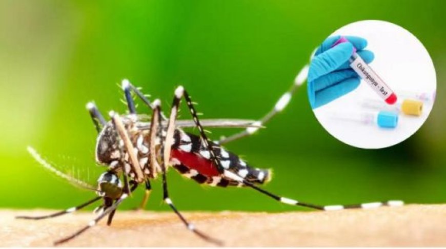 Salud Pública confirma el primer caso de fiebre Chikungunya de la temporada