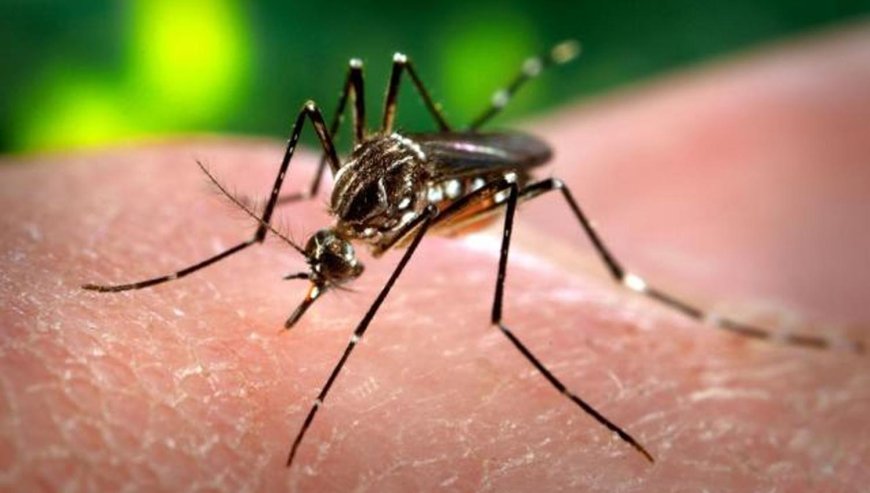 Dengue: El aumento de casos exige refuerzo en medidas preventivas