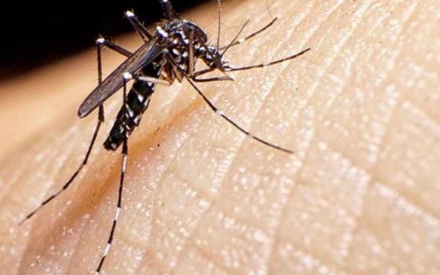 Salta confirmó una segunda muerte por dengue y más de 1.000 casos