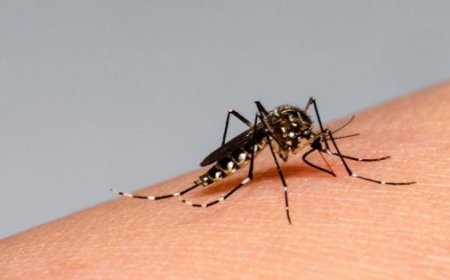 Dengue en Salta: se eleva a 14 el número de muertos
