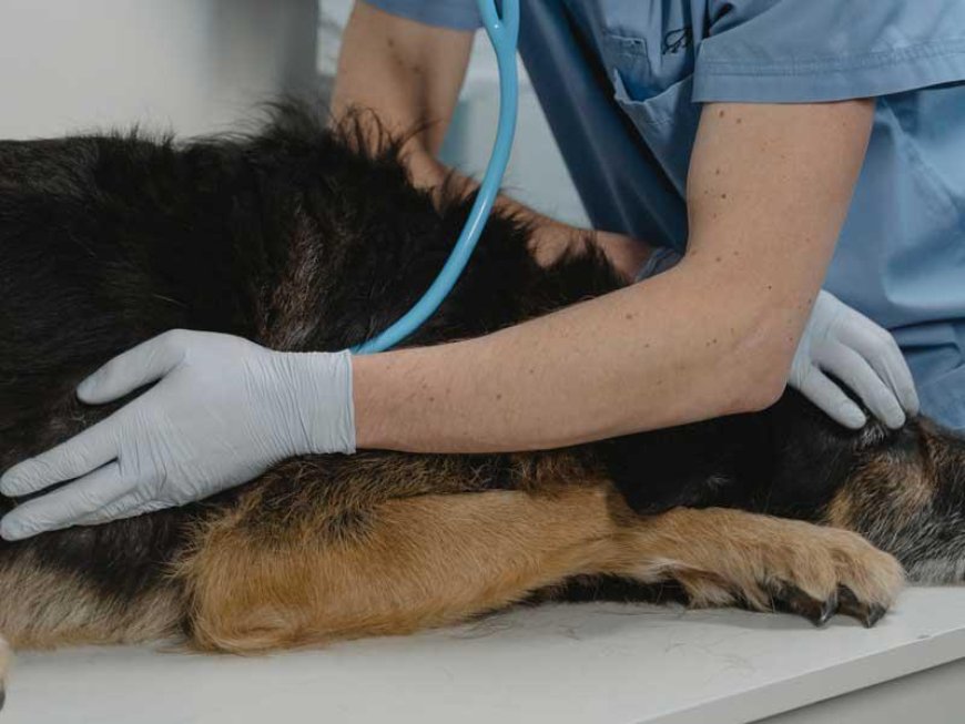 Le extirpó los testículos sin anestesia a un perro "porque le robaba carne"