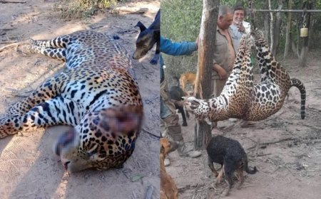 Cazadores furtivos mataron y carnearon un yaguareté, uno de los últimos especímenes en Formosa