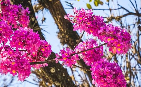 ¡Mañana llega la Primavera!: te contamos como estará  el clima en Salta