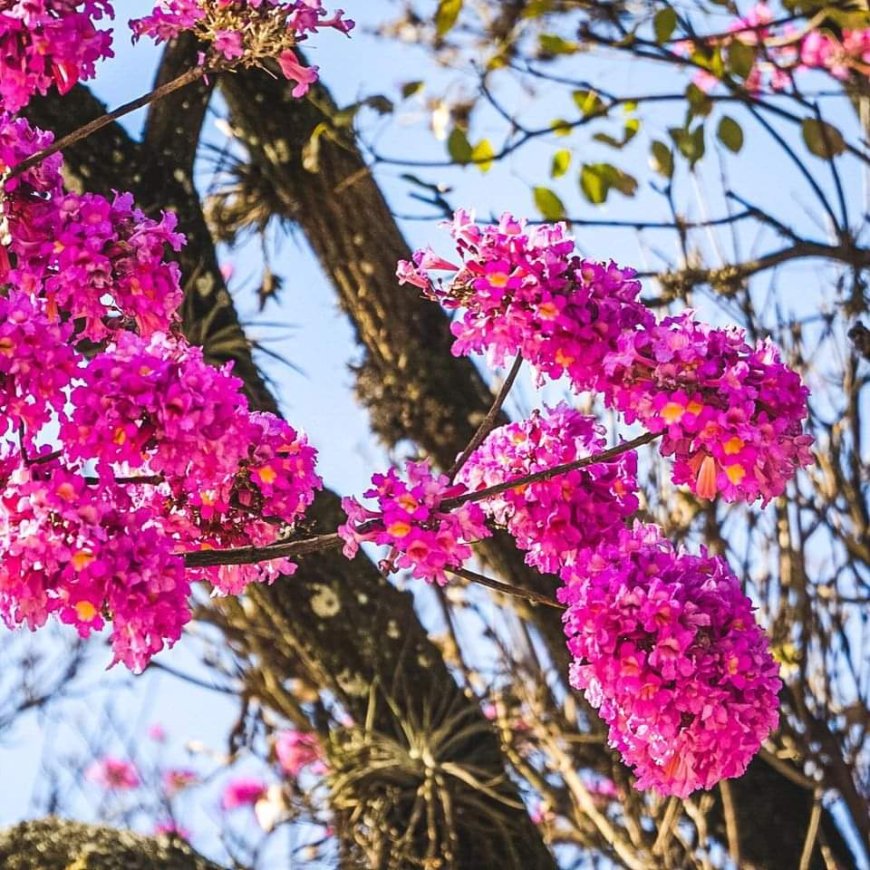 ¡Mañana llega la Primavera!: te contamos como estará  el clima en Salta