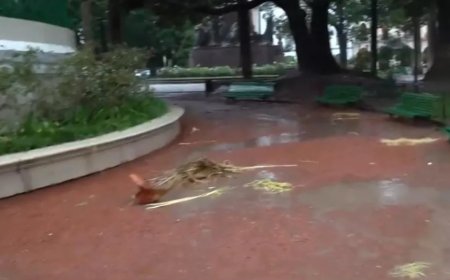 Cayó un rayo en una palmera en la plaza 9 de Julio