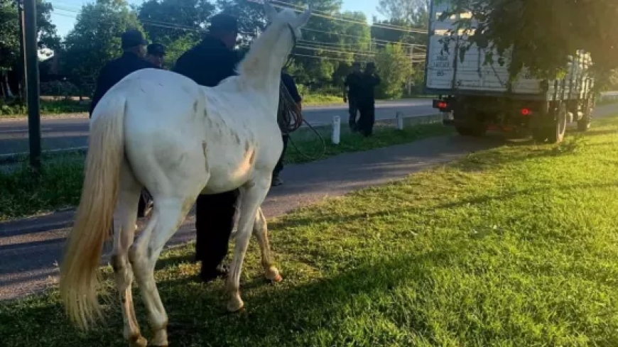 En Salta se aplican severas sanciones a propietarios de animales sueltos en la vía pública