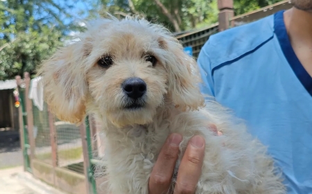 Una vecina abandonó un cachorro 4 meses en el Centro de Adopciones Municipal