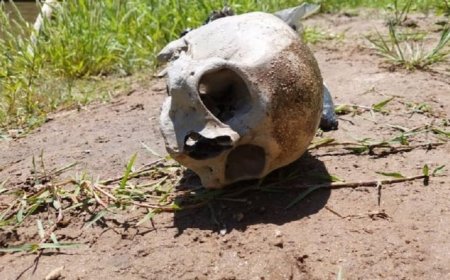 Encontraron un cráneo en la zona del río Arenales