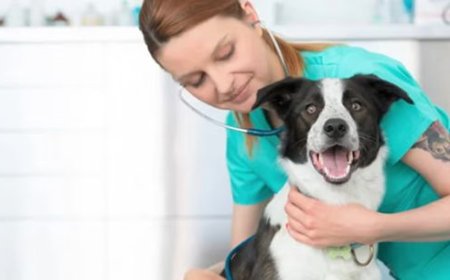 Mascotas, con cobertura de salud: una prepaga presenta su prepaga para "perrhijos"