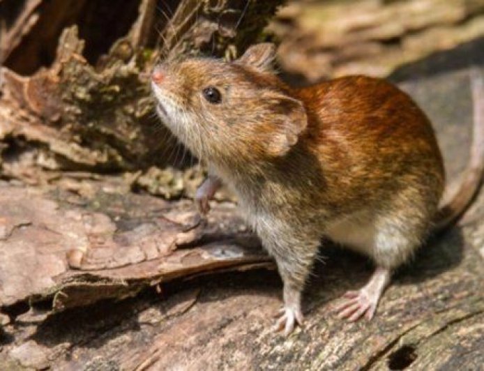 Preocupación en Bariloche por la muerte de un hombre de 39 años por hantavirus