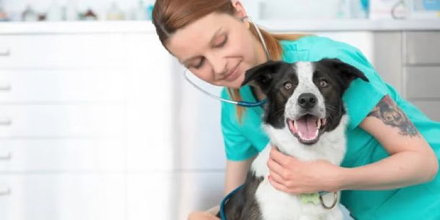 Mascotas, con cobertura de salud: una prepaga presenta su prepaga para "perrhijos"