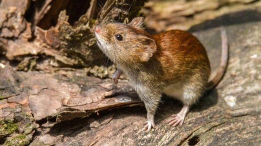 Preocupación en Bariloche por la muerte de un hombre de 39 años por hantavirus