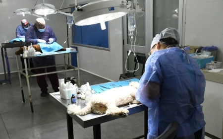 El municipio potencia la salud animal con operativos y dispositivos de bienestar