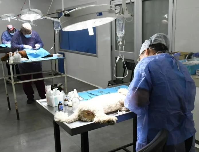 El municipio potencia la salud animal con operativos y dispositivos de bienestar