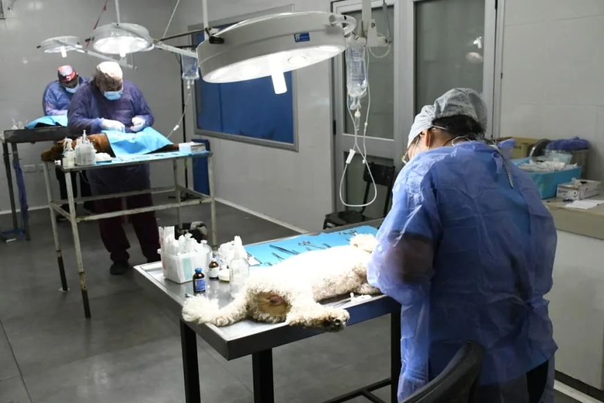 El municipio potencia la salud animal con operativos y dispositivos de bienestar