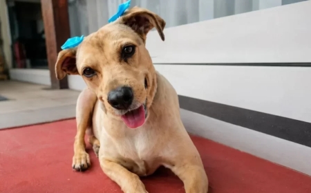 Diputados aprobó por unanimidad la “Ley Lola” contra el maltrato y abandono animal en Salta