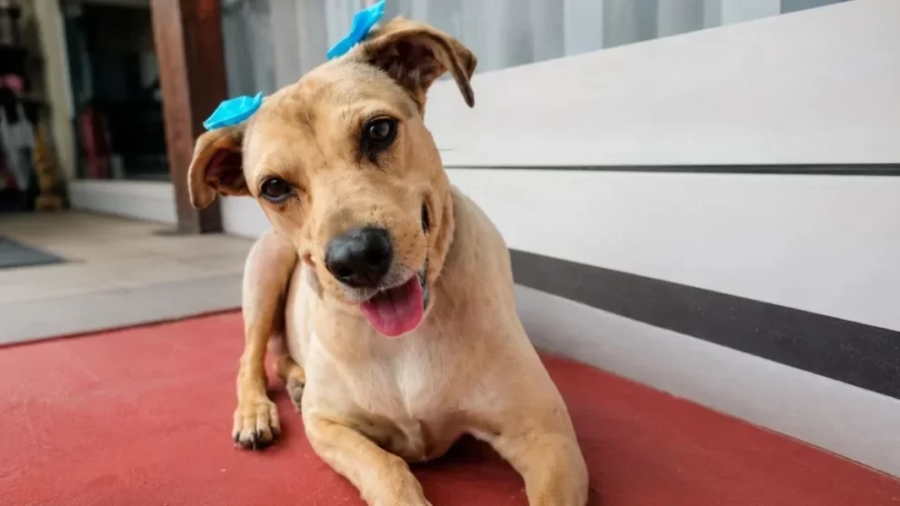 Diputados aprobó por unanimidad la “Ley Lola” contra el maltrato y abandono animal en Salta