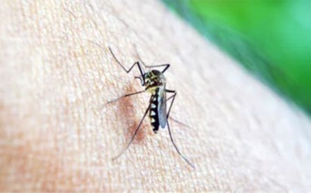 Alarma por posible brote de dengue tras el Súper Niño: cuántos casos se esperan y qué medidas tomar en casa