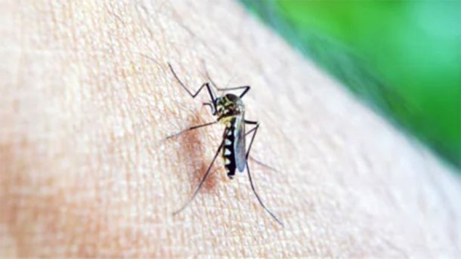 Alarma por posible brote de dengue tras el Súper Niño: cuántos casos se esperan y qué medidas tomar en casa